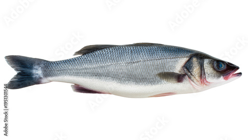 Canvas Print Isolated fresh whole delicious raw sea bass fish, ready for healthy cooking and culinary use