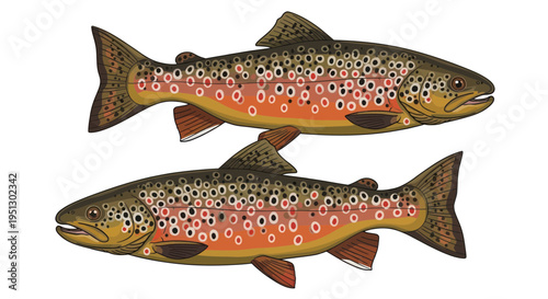 Two Brown Trout Fish Swimming