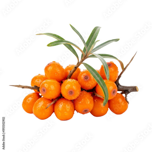 Sea buckthorn berries on a branch with water drops