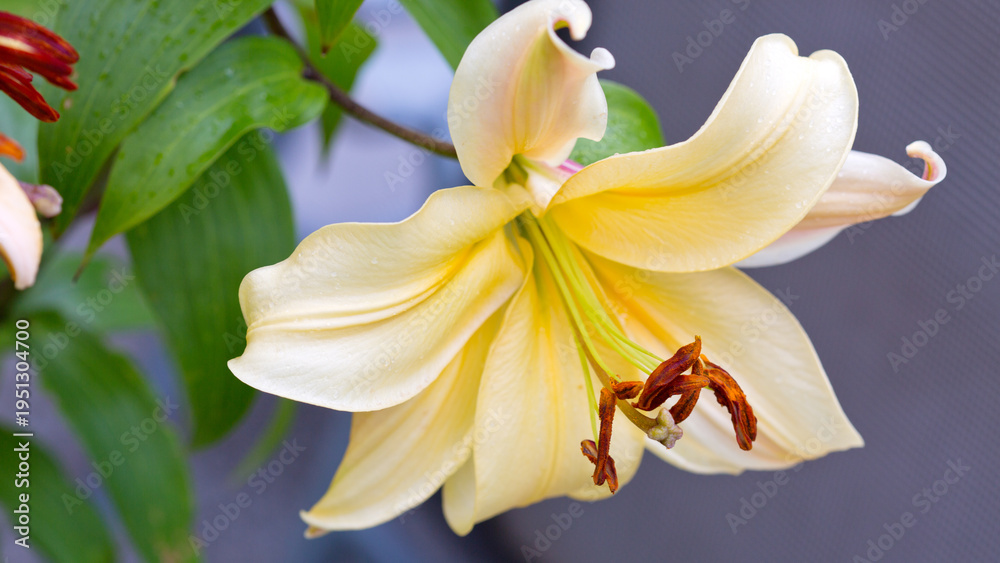 Fototapeta premium Close up on Yellow lily isolated on gray in summer garden .