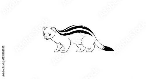Striped skunk illustration on white background for design and commercial usage