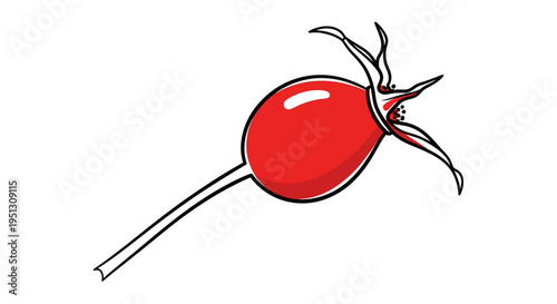 Vibrant red rose hip illustration on white background isolated design element