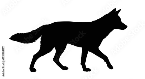Black coyote silhouette walking against white background isolated