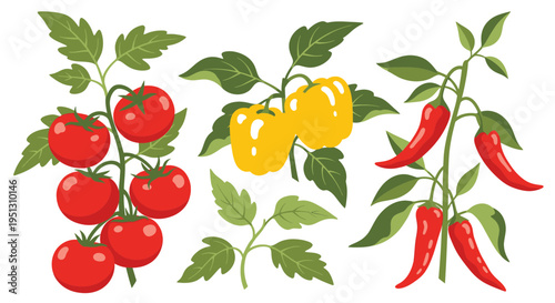 Fresh garden vegetables: tomatoes, bell peppers, and chili peppers on branches.