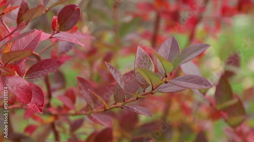 Focus pulling from one branch with crimson leaves to another on a autumn bush of blueberry in garden