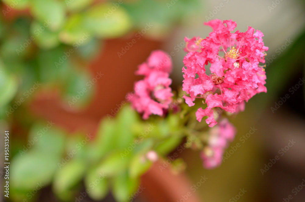 Fototapeta premium blooming queen's crape myrtle plant