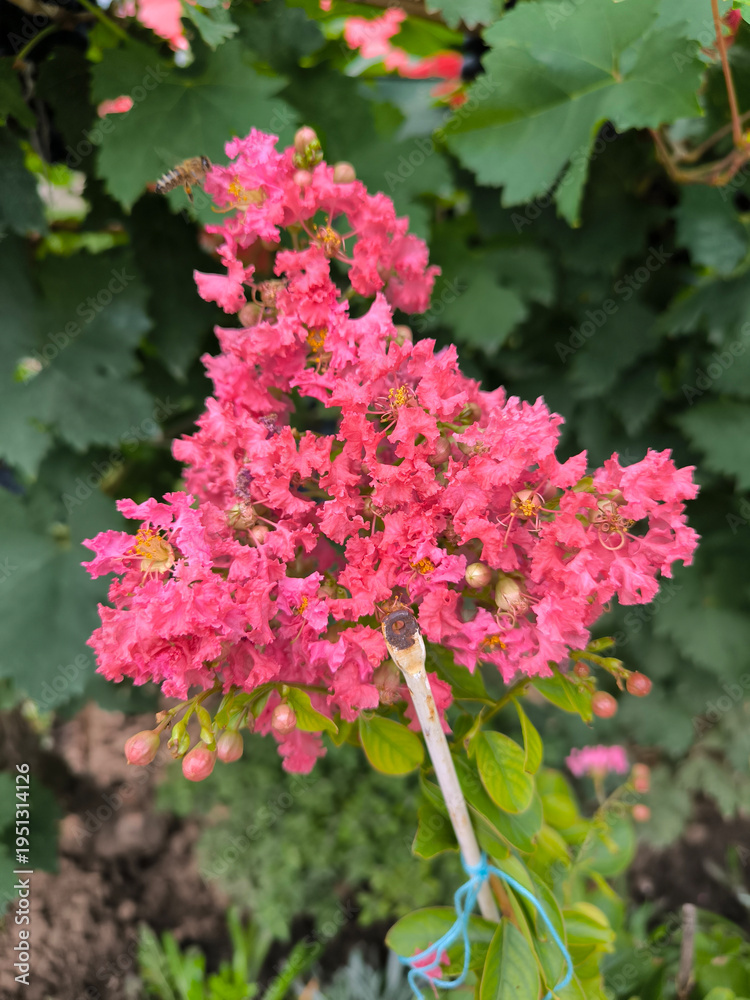 Fototapeta premium blooming queen's crape myrtle plant