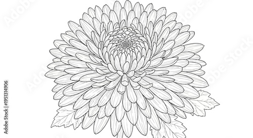 Detailed monochrome illustration of a chrysanthemum flower with layered petals