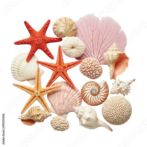 Collection of seashells and starfish on transparent background