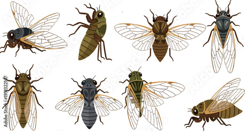Cicada Insect Vector Set Featuring Transparent Wings, Multiple Angles, and Detailed Anatomy for Entomology Study, Nature Illustration, and Educational Design Projects.