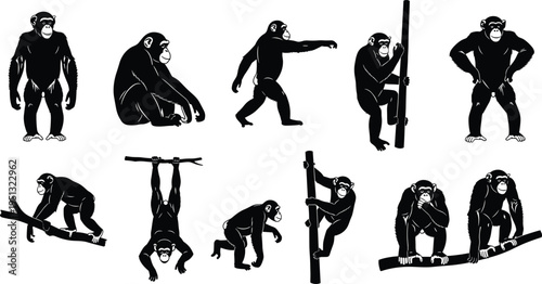 Chimpanzee ape silhouette set, black vector collection of monkeys climbing swinging sitting and standing for jungle wildlife nature zoo and biology designs