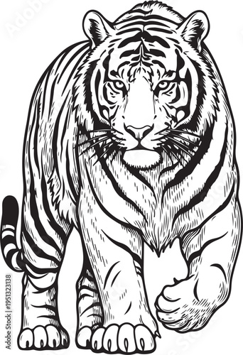 Tiger, hand drawn simple sketch vector illustration