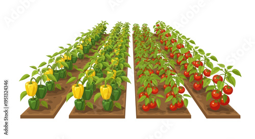 Rows of fresh bell peppers and ripe tomatoes growing in a garden farm