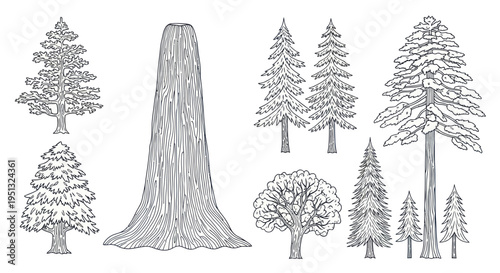 Vintage Forest Trees Collection: Hand-drawn Botanical Illustrations