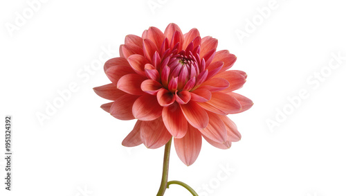 Photos Isolated beautiful pink orange dahlia flower head with intricate petals and gree