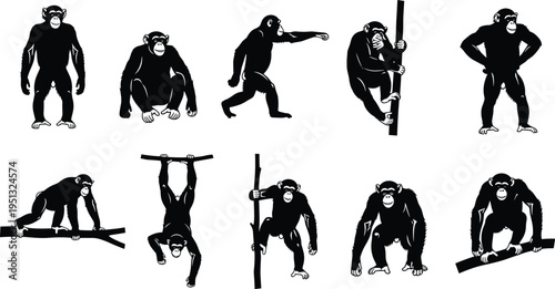 Chimpanzee silhouettes set featuring monkey characters climbing hanging walking and sitting poses isolated on white background for wildlife nature and primate education design