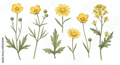 A Collection of Yellow Wildflowers and Green Leaves Illustrated in a Realistic Style
