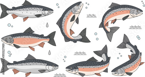 Salmon Fish Vector Set Featuring Dynamic Swimming Poses, Detailed Anatomy, and Freshwater to Ocean Migration Behavior for Fishing, Wildlife, and Educational Design Projects.
