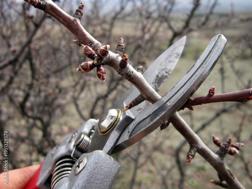    Winter pruning of the trees in the garden.                            