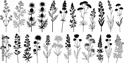 Black floral silhouette set with wild flowers and meadow herbs isolated on white background for wedding invitation and botanical designs