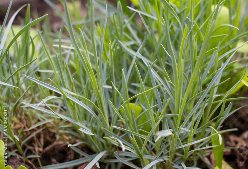 Fototapeta premium Close up of young carnation flower seedlings growing in soil, green sprouts of ornamental garden dianthus plants in spring nursery bed