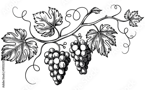 Hand-drawn illustration of a grapevine with ripening grapes and swirling tendrils, perfect for harvest and winery themes