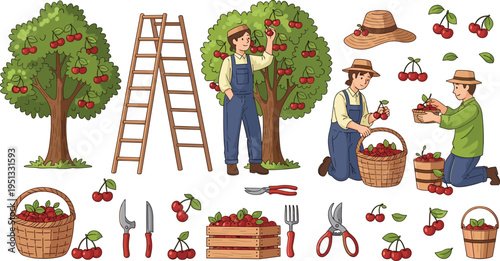 Cherry Harvest Farming Set Featuring Farmers Picking Cherries Orchard Trees Ladders Baskets Garden Tools Fruit Crates and Agriculture Elements Vector Illustration