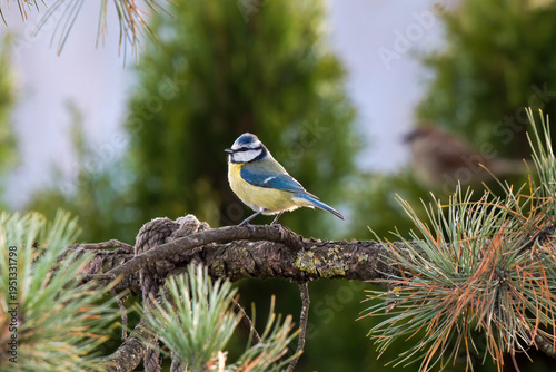a blue tit, cyanistes caeruleus, perched on a twig from a swiss stone pine at a spring morning