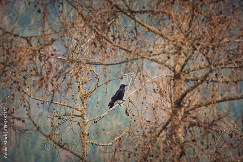 a raven bird perched on a larch tree with a lot of larch cones, at a early spring day