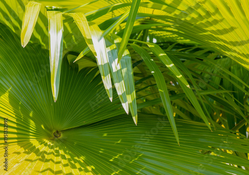 Sun rays on green palm tree leaves, close-up.