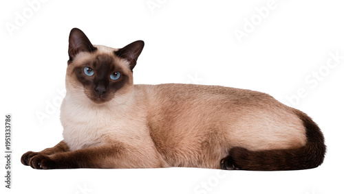 Obraz na plátně Isolated Siamese cat lying down gracefully, looking at camera with striking blue