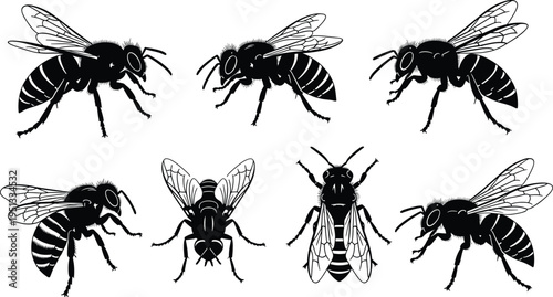 Honey bee silhouette vector illustration set, black wasp and hornet icons, flying insect character collection isolated on white background, nature.