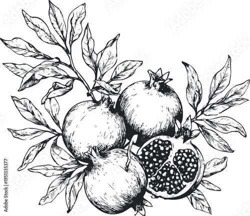 Hand drawn vector illustration of grapes and ripe berries