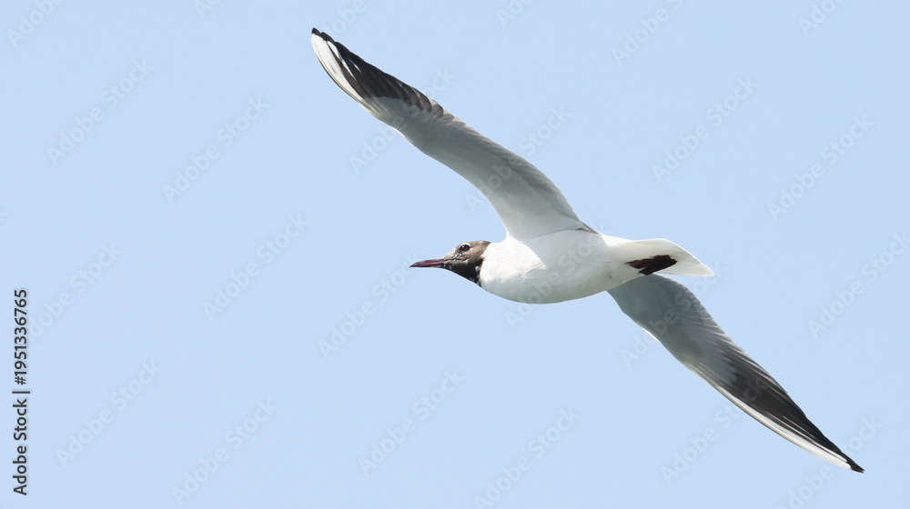Fototapeta premium Common Black-headed Gull in flight, Larus ridibundus, birds of Montenegro