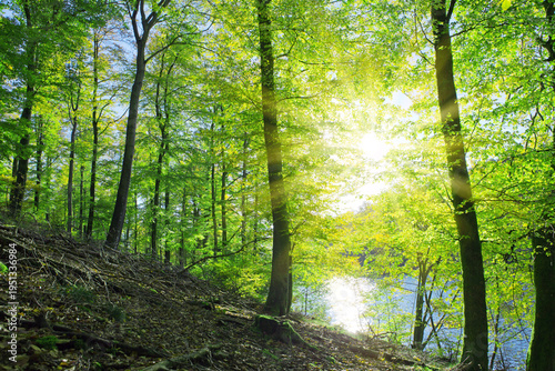 Summer beech trees on the sun and forest lake. Nature background.