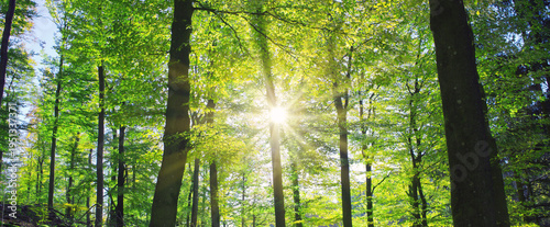 Summer forest with bright sun shining through the trees.