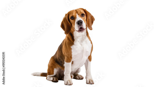 Photos Isolated adorable beagle dog sitting and looking at the camera with a happy frie