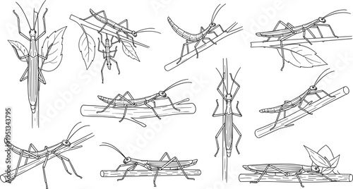 Black and white stick insect illustrations showing natural camouflage among twigs and leaves for biology and educational vector design projects