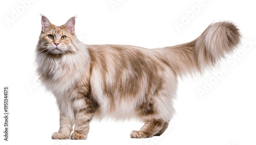 Cuadro en lienzo Isolated beautiful long-haired Maine Coon cat standing and looking forward calml