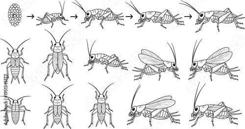 Cricket insect life cycle illustrations showing egg, nymph growth and adult stages for biology and educational vector design projects