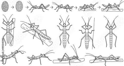 Detailed insect life cycle illustrations showing eggs, nymph growth and behaviors for biology and educational vector design projects