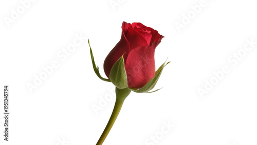 Canvas Print Isolated red rosebud with green stem and leaves, elegant flower showing early bl