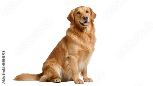 Obraz na plátně Isolated full-body portrait of a beautiful happy golden retriever dog sitting an