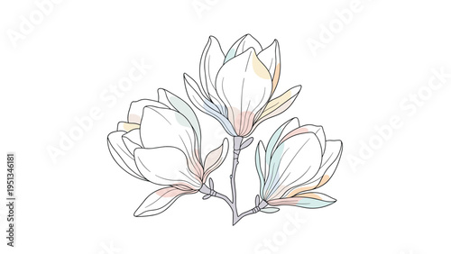 Three elegant magnolia blossoms are rendered in delicate line art with soft pastel color accents on a pristine white backdrop.