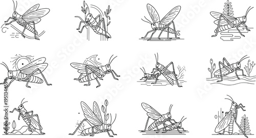 Set of twelve black and white insect illustrations including grasshoppers and crickets for biology and educational vector design projects
