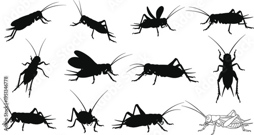 Set of twelve cricket silhouettes with one detailed anatomical illustration for biology and educational vector design projects