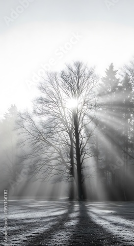 Sunlight streaming through a bare tree in a misty forest, creating dramatic light rays and shadows on the ground.