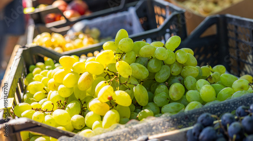 Bild auf Leinwand Clusters of plump green grapes glisten under the warm sunlight, highlighting the freshness and juiciness of the fruit, surrounded by lush vineyard vines