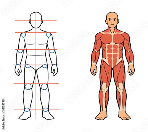 Human anatomy, muscle system, and figure drawing guidelines, illustrating body proportions for artistic reference
