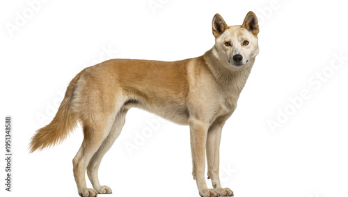 Foto Isolated dingo standing full body looking at camera, an alert and intelligent do